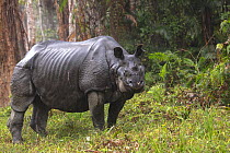 Indian rhinoceros (Rhinoceros unicornis) male after rainfall, Kaziranga National Park, India.