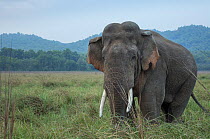 Asiatic elephant (Elephas maximus),  male grazing, Jim Corbett National Park, India.