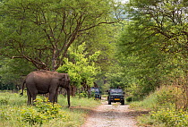 Asiatic elephant (Elephas maximus) about to cross track with tourist vehicle on the road,    Jim Corbett National Park, India.