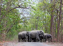 Asiatic elephant (Elephas maximus), herd crossing road. Jim Corbett National Park, India.