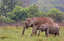 Asiatic elephant (Elephas maximus), mother and young male calf grazing. Jim Corbett National Park, India.