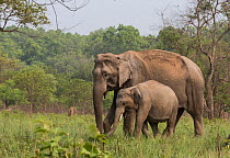 Asiatic elephant (Elephas maximus), mother and young male calf grazing. Jim Corbett National Park, India.
