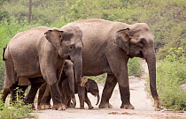 Asiatic elephant (Elephas maximus), herd with few days old calf crossing forest path.  Jim Corbett National Park, India.