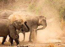 Asiatic elephants (Elephas maximus), dust bathing at dawn. Jim Corbett National Park, India.
