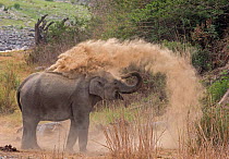 Asiatic elephant (Elephas maximus), young female taking dust bath at dawn. Jim Corbett National Park, India.