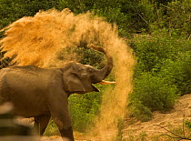 Asiatic elephant (Elephas maximus), young male taking dust bath at dawn. Jim Corbett National Park, India.