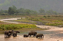 Asiatic elephant (Elephas maximus), herd drinking water and crossing mountain river at dusk, Jim Corbett National Park, India.