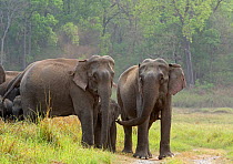 Asiatic elephant (Elephas maximus), matriarch communicating with others before crossing path. Jim Corbett National Park, India.