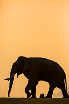 Asiatic elephant (Elephas maximus), silhouette of a male at dusk. Jim Corbett National Park, India.