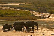Asiatic elephant (Elephas maximus), herd drinking water and crossing Mountain River at dawn, Jim Corbett National Park, India.