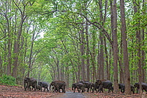 Asiatic elephant (Elephas maximus), herd passing through Sal tree forest. Jim Corbett National Park, India.