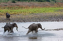 Asiatic elephant (Elephas maximus), young males playing in river. Jim Corbett National Park, India.