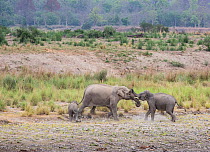 Asiatic elephant (Elephas maximus) mother pushing elder calf away  to protect young calf. Jim Corbett National Park, India.