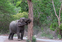 Asiatic elephant (Elephas maximus), female pulling off tree bark. Jim Corbett National Park, India.