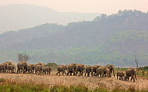 Asiatic elephant (Elephas maximus), matriarch leading herd to river. Jim Corbett National Park, India.
