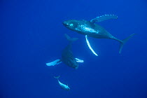 Bottlenose dolphin (Tursiops truncatus) swimming with a pair of Humpback whales (Megaptera novaeangliae)  Kona, Hawaii, USA