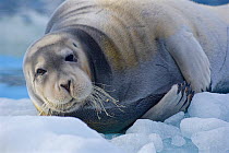 Bearded seal (Erignathus barbatus) hauled out on ice floe, Svalbard, Norway. July.