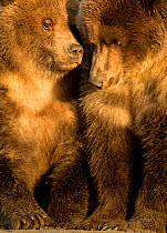 Coastal brown bear cubs (Ursus arctos) resting, Lake Clarke National Park, Alaska, September