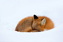 Red Fox (Vulpes vulpes) asleep in the snow, Churchill, Cananda, November