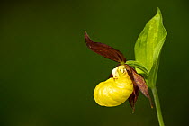 Lady's slipper orchid (Cypripedioideae), Finland, June.