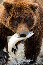 Coastal brown bear (Ursus arctos) eating a fish, Lake Clarke National Park, Alaska, September