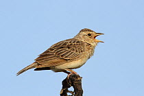 Singing bush lark (Mirafra cantillans) in song, Oman, August