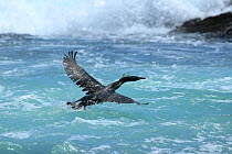 Socotra cormorant (Phalacrocorax nigrogularis) taking off from the sea, Oman, August