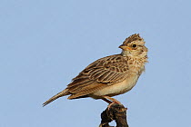 Singing bush lark (Mirafra cantillans) Oman, August