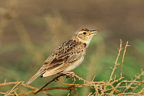 Singing bush lark (Mirafra cantillans) in song, Oman, August
