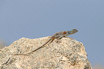 Sinai agama (Pseudotrapelus sinaitus) Oman, August
