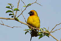 Ruppell's weaver (Ploceus galbula) male perched on twig, Oman, August