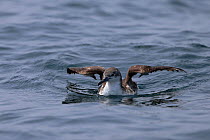 Persian shearwater (Puffinus persicus) sitting on the sea, Oman, September