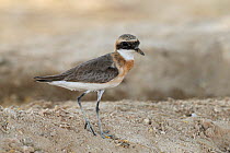 Lesser sand plover (Charadrius mongolus) during migration, Oman, August