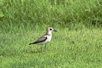 Greater sand plover (Charadrius leschenaultii) on grass, Oman, August