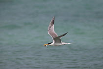 Greater crested tern (Thalasseus bergii) in flight and with fish, Oman, August