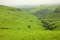Dhofar Mountains, covered in vegetation towards the end of the monsoon, Oman, August