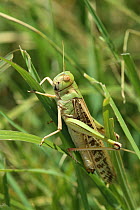 Desert locust (Schistocerca gregaria) on blade of grass, August, Oman