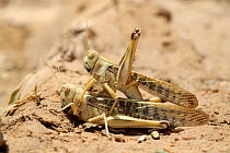 Desert locust (Schistocerca gregaria) pair mating, August, Oman
