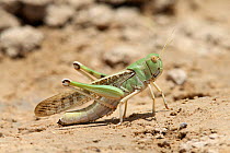 Desert locust (Schistocerca gregaria) August, Oman