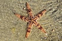 Comb sea star (Astropecten polyacanthus) in shallow water, Oman, August