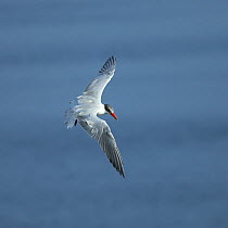 Caspian tern (Hydroprogne caspia) in flight looking for food, Oman, August