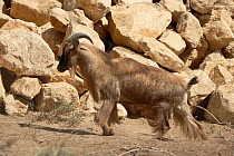 Arabian tahr (Arabitragus jayakari) male, captive, Oman, October