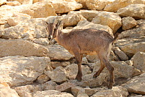 Arabian tahr (Arabitragus jayakari) captive, Oman, October