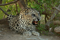 Arabian leopard (Panthera pardus nimr) snarling. Captive, Oman, September