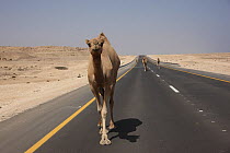 Arabian camel, Dromedary (Camelus dromedarius) on the road, Oman, August