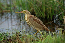 Yellow bittern (Ixobrychus sinensis) at the water's edge, Oman, August