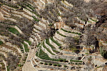 Terraced fields with rose gardens, a popular tourist site in the mourntains, Oman, February