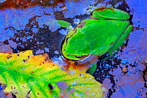 Tree frog (Hyla meridionalis) in water with  Bacteria (Leptothryx discophora) causing iridescent sheen on water surface, and Portuguese oak leaf (Quercus faginea). Sierra de Grazalema Natural Park, so...