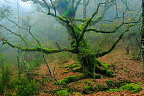 Portuguese oak tree (Quercus faginea) and mist, Los Alcornocales Natural Park, southern Spain, November.