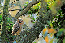 Tawny owl (Strix aluco) juvenile, Prado del rey, Cadiz, Spain, April.